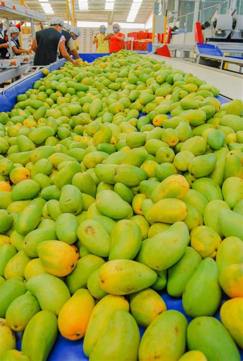 Aumenta Producci N De Mango Mexicano Por Ciento En Tres A Os