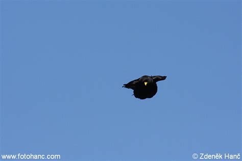 Pyrrhocorax graculus Kavče žlutozobé Жълтоклюна гарга Alpendohle Alpine ...
