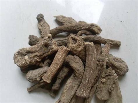 Kushtha Roots Saussurea Lappa Costus Kushta Indian Raw Whole Herbs