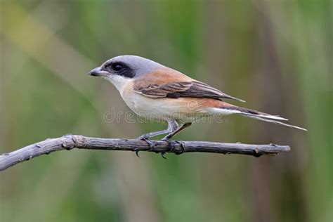 Burmese Shrike Lanius Collurioides Cute Birds Of Thailand Stock Photo