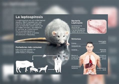 Leptospirosis Qu Es Cu Les Son Los S Ntomas C Mo Se Transmite Se