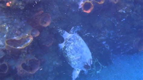 Tortue Et Chant Des Baleines Youtube