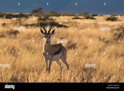 Namib Naukluft National Park Animals Hi Res Stock Photography And