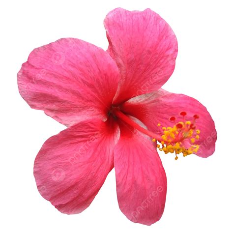 Imagen De Flor De Hibisco Rosa Fresca PNG Dibujos Flor Hibiscus Lleno