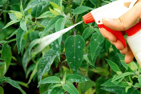 How To Use Hydrogen Peroxide In The Garden Hydrogen Peroxide