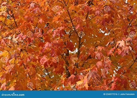 Autumn Fire Maple Foliage Stock Photo Image Of Bright 234377216