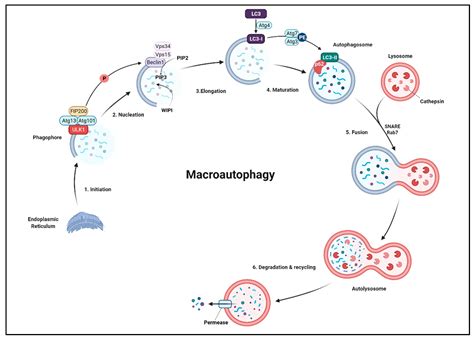 Over Fifty Years of Life, Death, and Cannibalism: A Historical