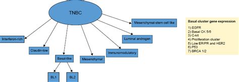 Molecular Classification Of Triple Negative Breast Cancer103110 Download Scientific Diagram