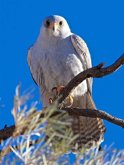 Grazier Captures Spectacular Images Of Rare Grey Falcon In Outback Qld