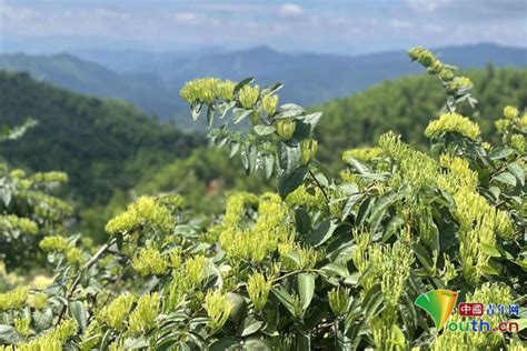 江西崇义：金银花开迎丰收 村民喜摘“致富花”地方新闻中国青年网