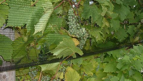 Vineyard Netting Gintec Shade Technologies