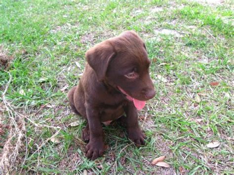 Puppies For Sale Local Breeders Sweet Chocolate Labrador Retriever