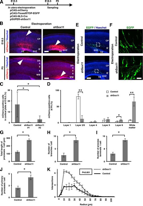 Embryonic Knockdown Of Sox Induces Precocious Dendrite Branching And