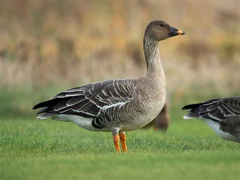 Tundra Bean Goose