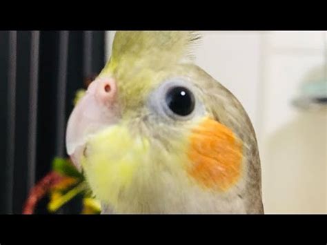 Calopsita Cantando Periquitos Australianos Cockatiels Funny Cockatiel