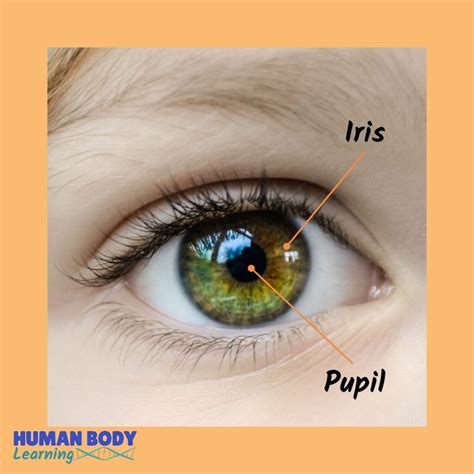 Fun Facts About Eyes for Kids 👁️ Human Body Learning