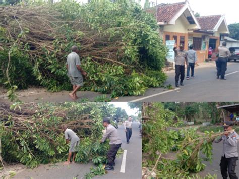 Diterpa Angin Kencang Sebuah Pohon Tumbang Dan Menimpa Kabel Listrik