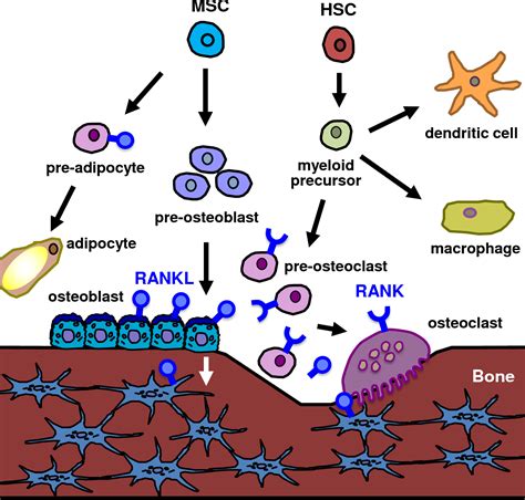 Figure 1 From The Role Of Osteoclast Differentiation And Function In Skeletal Homeostasis