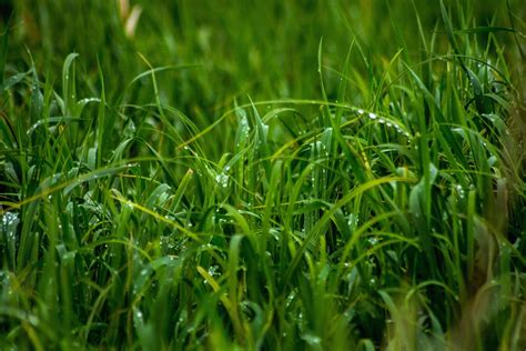 Free Picture Grass Green Growth Lawn Leaf Natural Nature