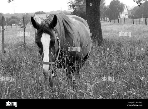 In The Tall Grass Stock Photo Alamy