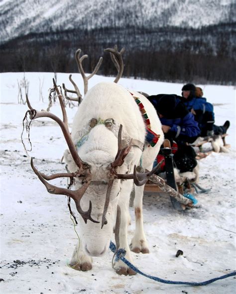 Reindeer Sledding and Sami Culture in Norway 2024-2025 - Rove.me