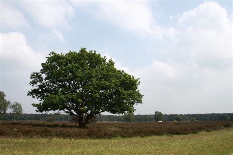 Heather Near Hilversum Jaap Meijer Flickr