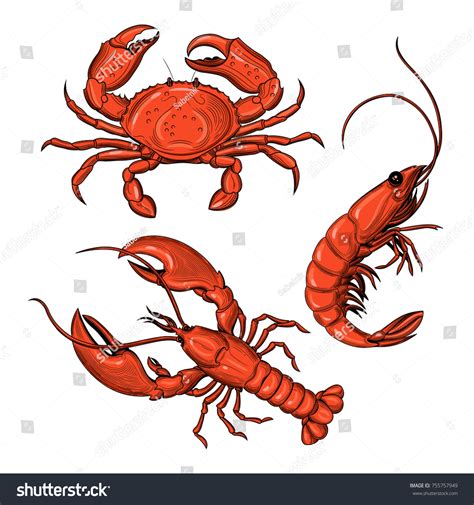 Crab Shrimp Lobster Seafood Vector Illustration