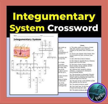 Integumentary System Crossword Puzzle By PopBio TPT