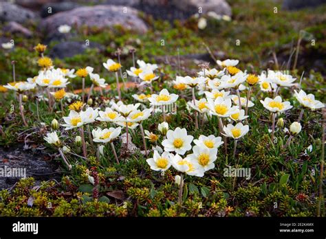 Alpine tundra flowers arctic hi-res stock photography and images - Alamy