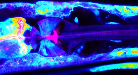 pickar employees portal cabd