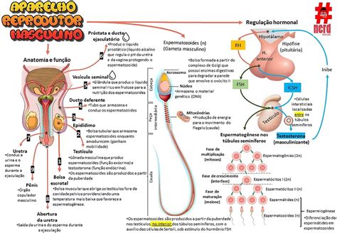 Fisiologia Reprodução Masculina nerdcursos Aparelho reprodutor