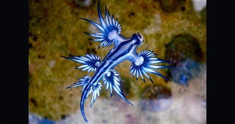 Glaucus Atlanticus, The Sea's Gorgeous, Deadly Blue Dragon