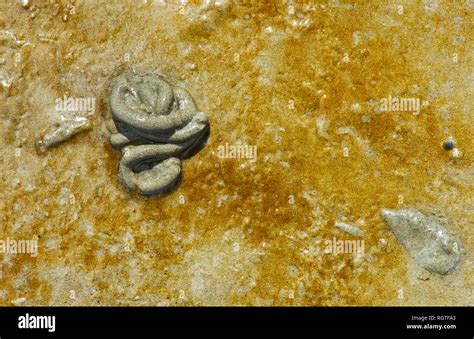 Lugworm habitat hi-res stock photography and images - Alamy