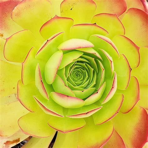 Solve Succulent Carmel CA Jigsaw Puzzle Online With 100 Pieces