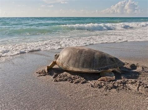 Beach Goers Reminded To Take Care During Sea Turtle Nesting Pinellas Beaches Fl Patch