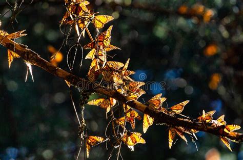 Monarch Butterflies Danaus Plexippus Are Sitting On Branches In The