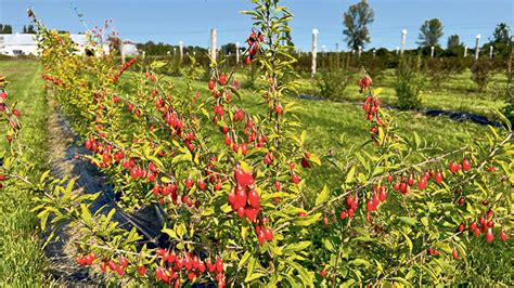 La Culture Des Baies De Goji Pour Faire Diff Rent La Terre De Chez Nous