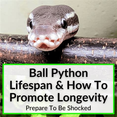 How To Care For A Ball Python Complete Guide For New Snake Owners