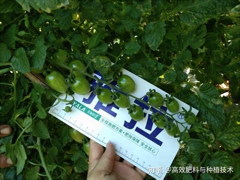 小番茄实用施肥5大诀窍，想获高产的一定要记住 知乎