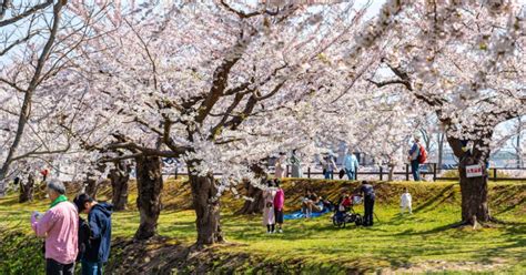 Private Unique Nagasaki Cherry Blossom Sakura Experience Getyourguide