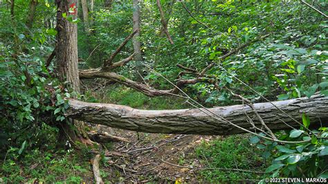 Catoctin Mountain Park ORANGE TRAIL NORTH LOOP HIKE