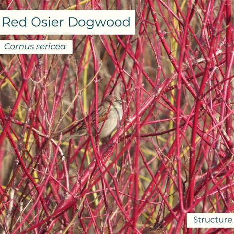 Red Osier Dogwood Grounded