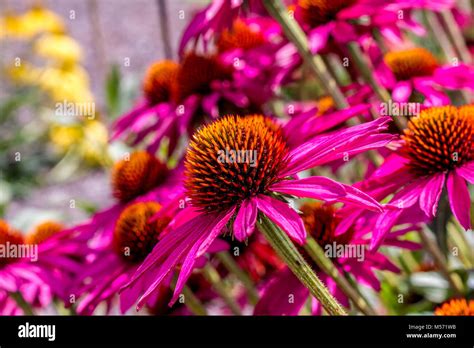 Echinacea Pink Shimmer Coneflower Stock Photo Alamy