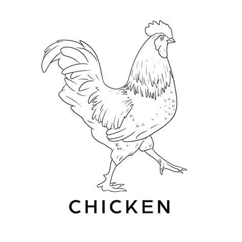 Vector De Ilustración De La Insignia Del Logotipo Del Pollo Vector