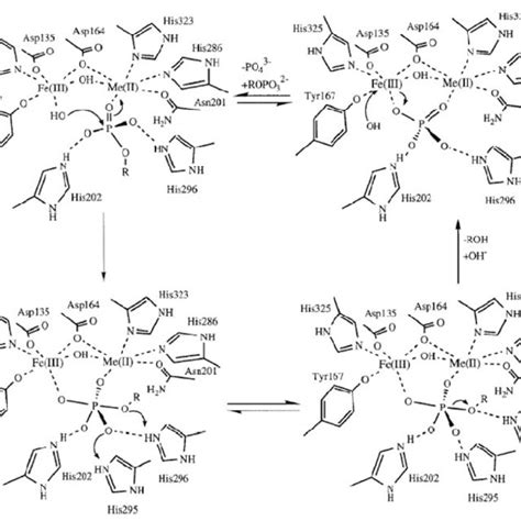 3d Structure Of Purple Acid Phosphatase From Red Kidney Bean Kbap