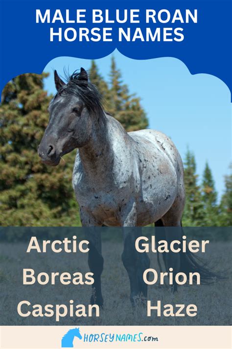 270+ Blue Roan Horse Names with Generator