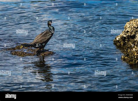 Double Crested Cormorant Stock Photo Alamy