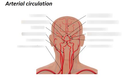 Cerebral Arterial Circulation Diagram Quizlet