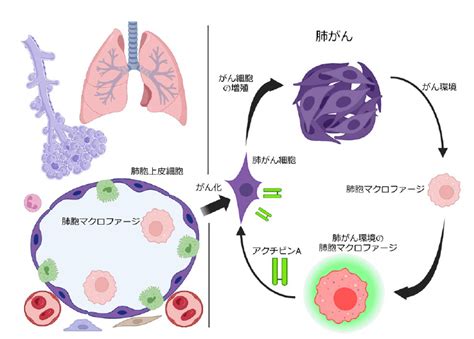 肺胞常在性マクロファージが肺がんの増殖を促すメカニズム（石井優 G が Nat Commun に掲載） News And Topics