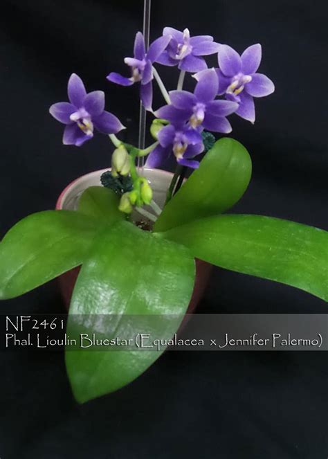 Phal Lioulin Bluestar Equalacea X Jennifer Palermo